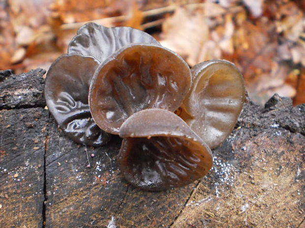 uchovec bazový Auricularia auricula-judae (Bull.) Quél.