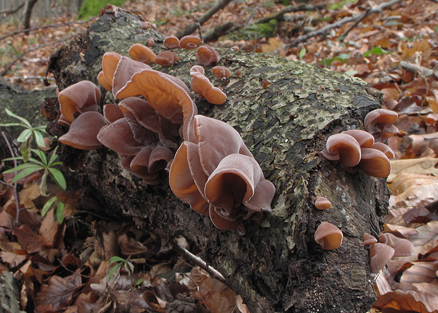 uchovec bazový Auricularia auricula-judae (Bull.) Quél.