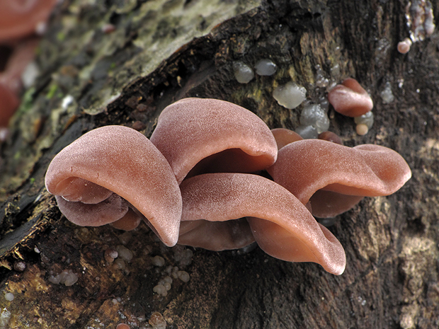 uchovec bazový Auricularia auricula-judae (Bull.) Quél.