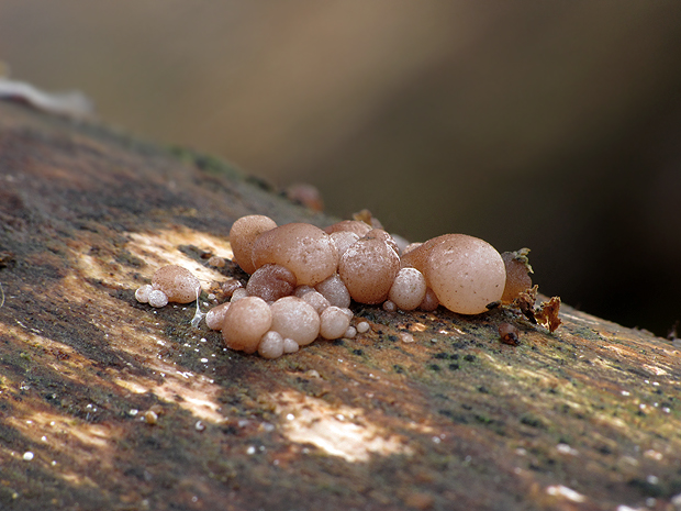 uchovec bazový Auricularia auricula-judae (Bull.) Quél.