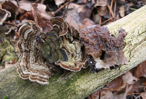 uchovka pásikavá Auricularia mesenterica (Dicks.) Pers.