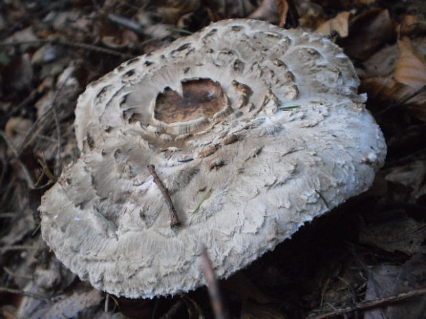 bedľa červenejúca Chlorophyllum rachodes (Vittad.) Vellinga