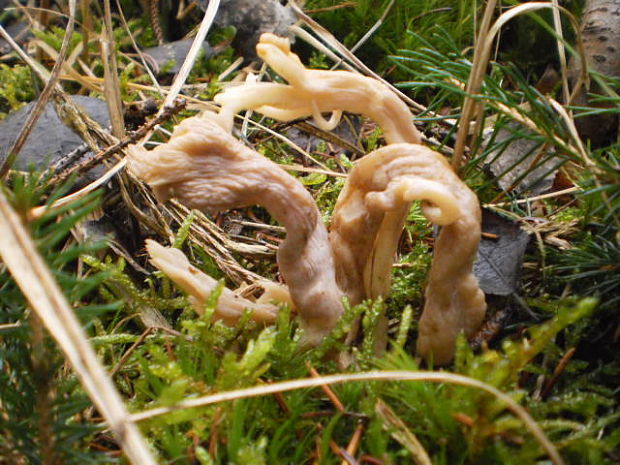 konárovka popolavá Clavulina cinerea (Bull.) J. Schröt.