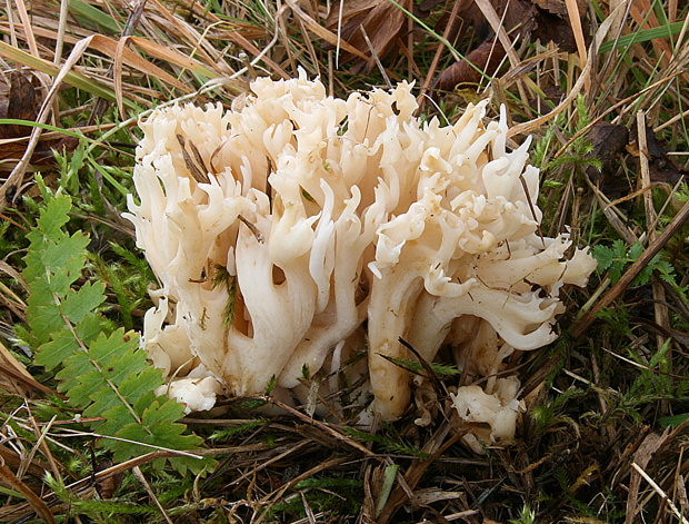 konárovka hrebenitá Clavulina coralloides (L.) J. Schröt.