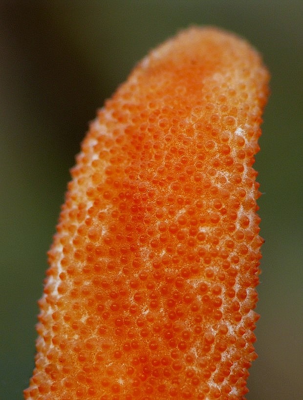 žezlovka hmyzová Cordyceps militaris (Fr.) Link