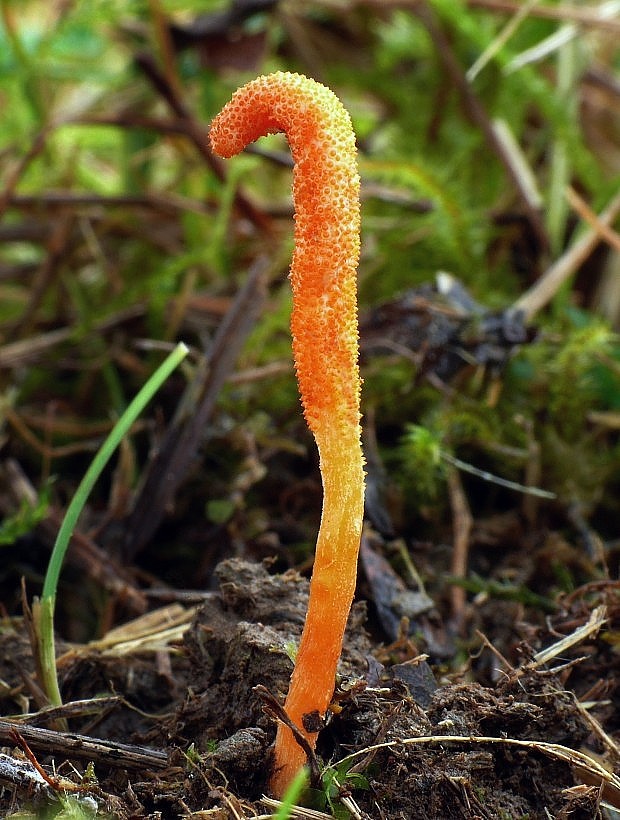 žezlovka hmyzová Cordyceps militaris (Fr.) Link