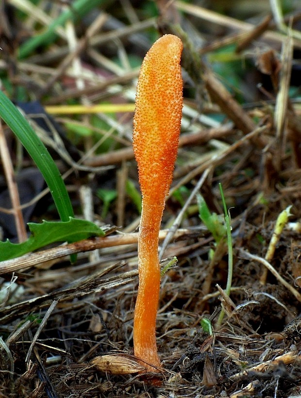 žezlovka hmyzová Cordyceps militaris (Fr.) Link