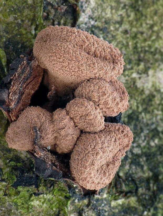 dutinovka otrubnatá Encoelia furfuracea (Roth) P. Karst.