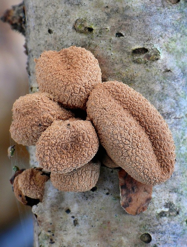 dutinovka otrubnatá Encoelia furfuracea (Roth) P. Karst.