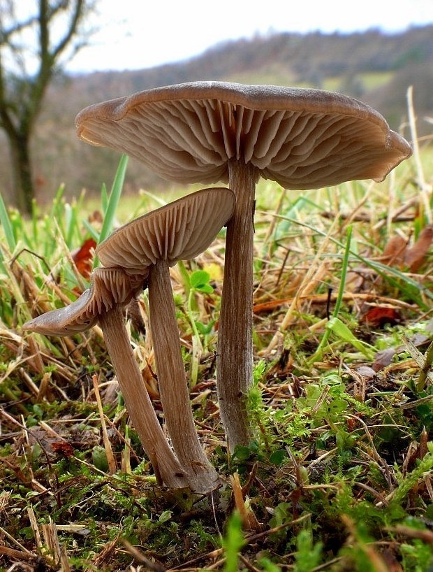 hodvábnica Entoloma sp.