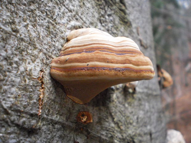 práchnovec kopytovitý Fomes fomentarius (L.) J.J. Kickx