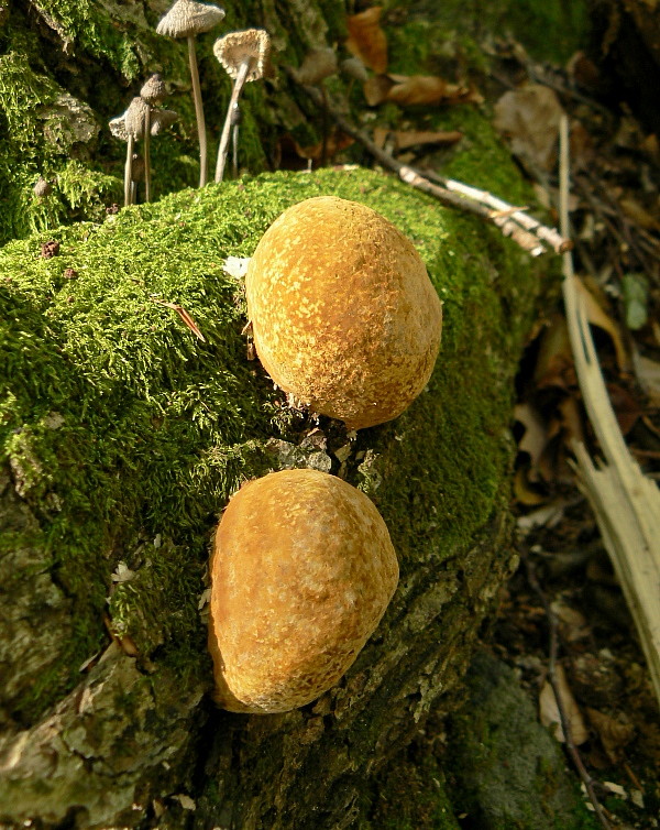 ohňovec mohutný Fomitiporia robusta (P. Karst.) Fiasson & Niemelä