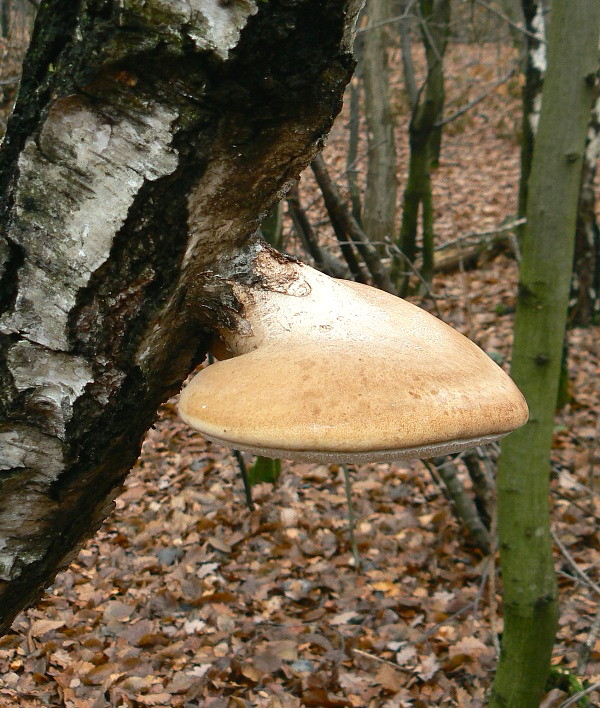 brezovník obyčajný Fomitopsis betulina (Bull.) B.K. Cui, M.L. Han & Y.C. Dai