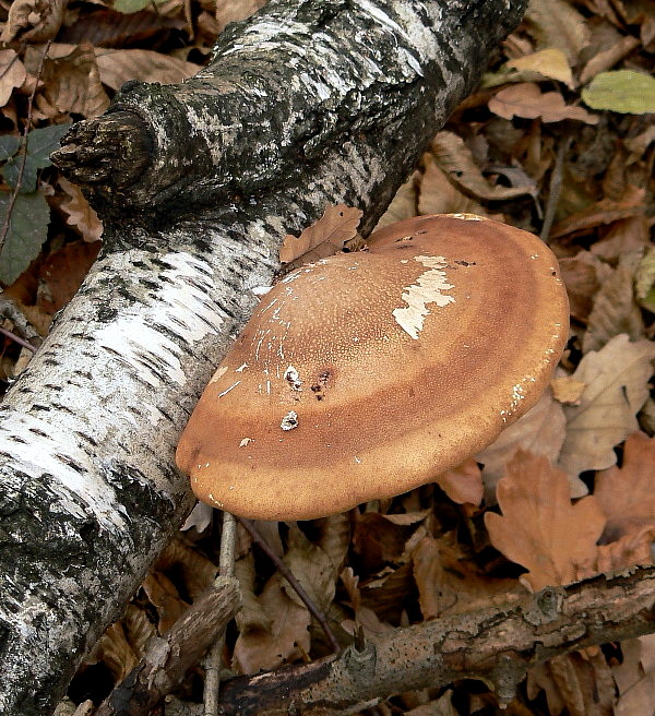 brezovník obyčajný Fomitopsis betulina (Bull.) B.K. Cui, M.L. Han & Y.C. Dai