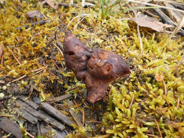 ušiak mitrovitý Gyromitra infula (Schaeff.) Quél.