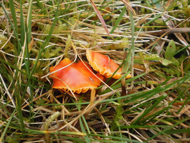 lúčnica šarlátová Hygrocybe coccinea (Schaeff.) P. Kumm.