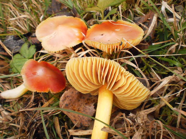 lúčnica granátovočervená Hygrocybe punicea (Fr.) P. Kumm.