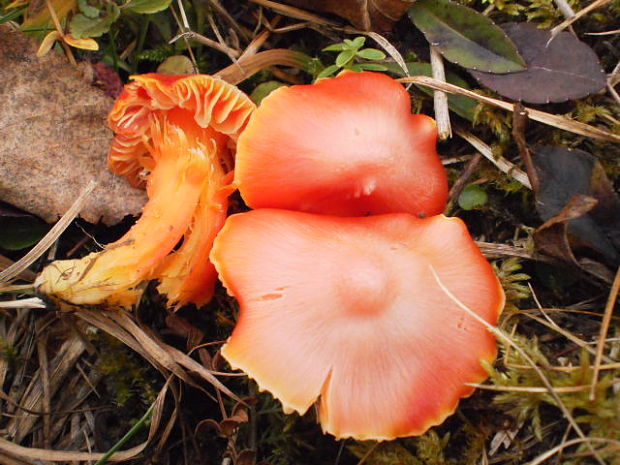 lúčnica nádherná Hygrocybe splendidissima (P.D. Orton) M.M. Moser