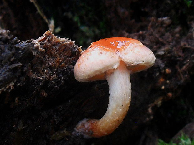 strapcovka tehlovočervená Hypholoma lateritium (Schaeff.) P. Kumm.