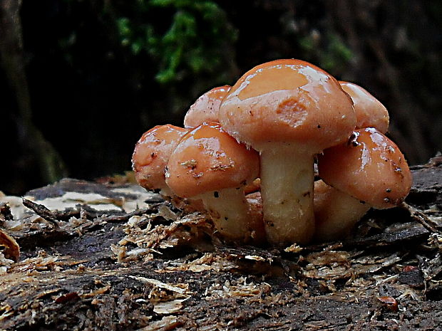 strapcovka tehlovočervená Hypholoma lateritium (Schaeff.) P. Kumm.