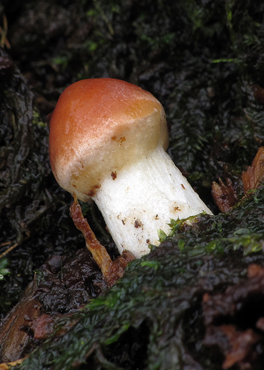 strapcovka Hypholoma sp.