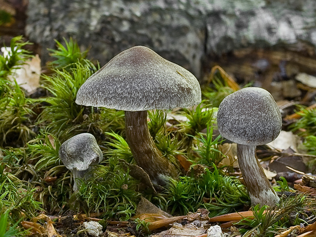 vláknica ? Inocybe sp.