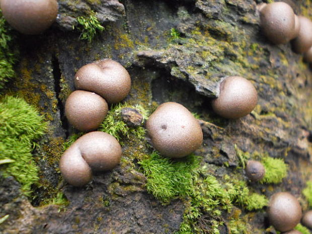 vlčinka červená Lycogala epidendrum (J.C. Buxb. ex L.) Fr.