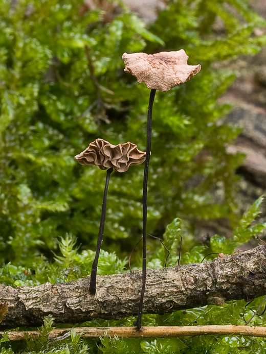 tancuľka Marasmiellus sp.