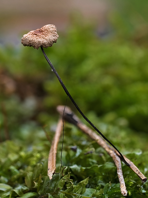 tancuľka Marasmiellus sp.