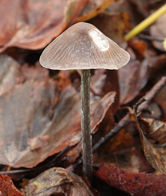 prilbička ryhovaná Mycena polygramma (Bull.) Gray