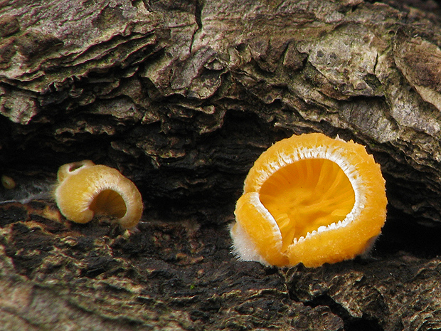 hlivník hniezdovitý Phyllotopsis nidulans (Pers.) Singer