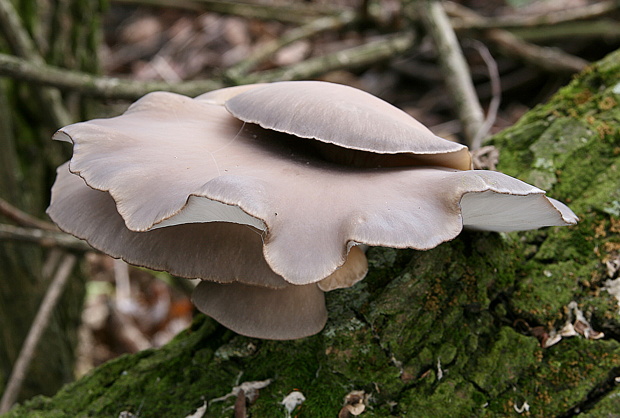 hliva ustricovitá Pleurotus ostreatus (Jacq.) P. Kumm.