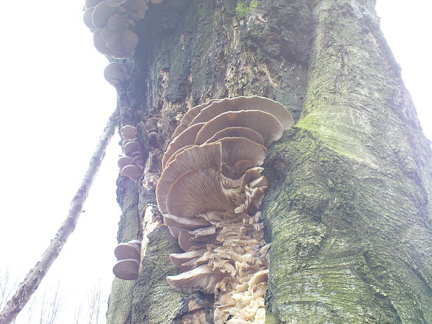 hliva ustricovitá Pleurotus ostreatus (Jacq.) P. Kumm.