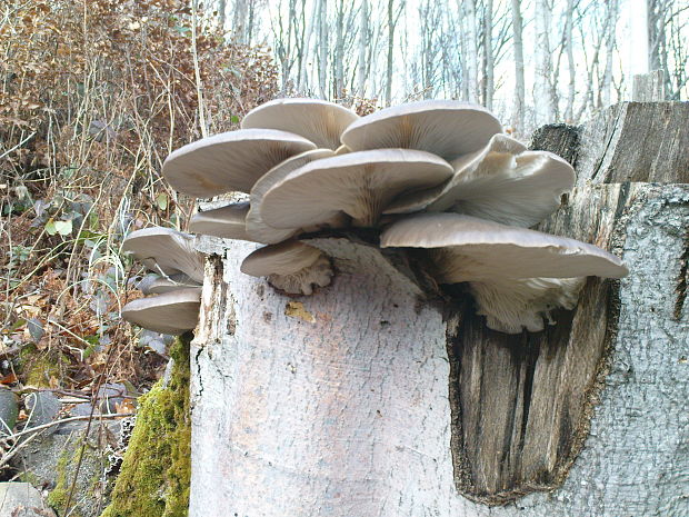 hliva ustricovitá Pleurotus ostreatus (Jacq.) P. Kumm.