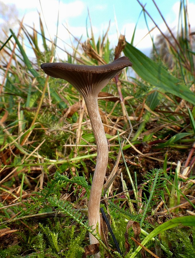 strmulica čiaškovitá Pseudoclitocybe cyathiformis (Bull.) Singer