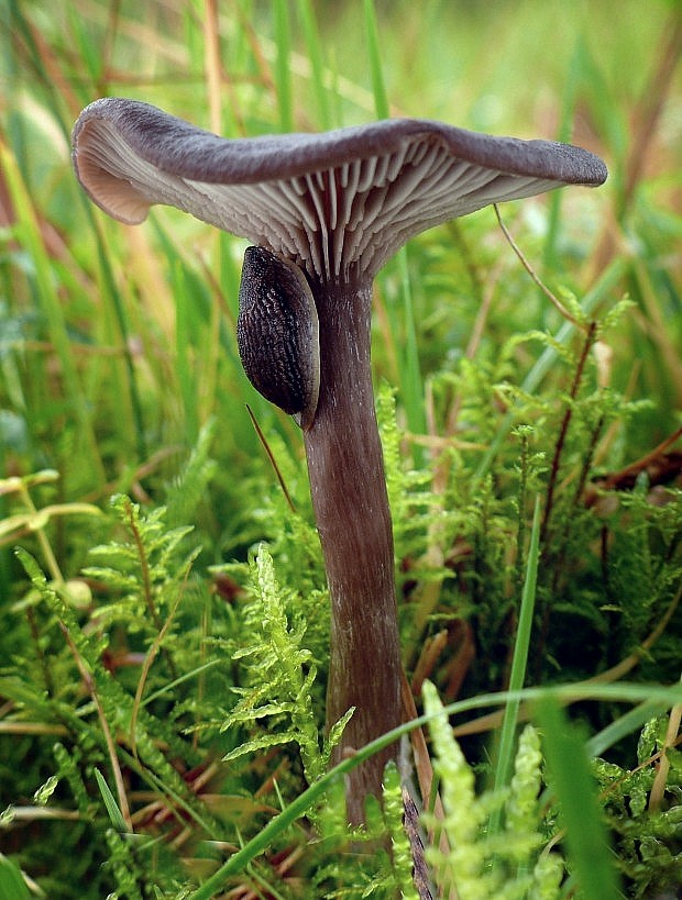 strmulica čiaškovitá Pseudoclitocybe cyathiformis (Bull.) Singer