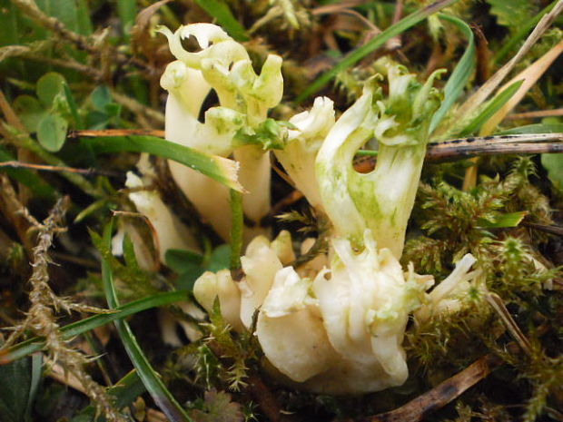 strapačka Ramaria apiculata (Fr.) Donk