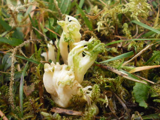 strapačka Ramaria apiculata (Fr.) Donk
