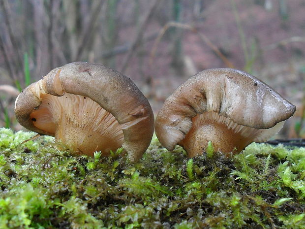 pňovka neskorá Sarcomyxa serotina (Pers.) P. Karst.