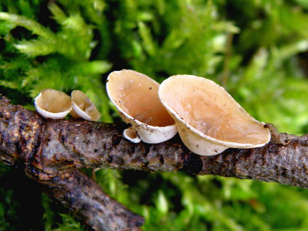 škľabka plstnatá Schizophyllum amplum (Lév.) Nakasone