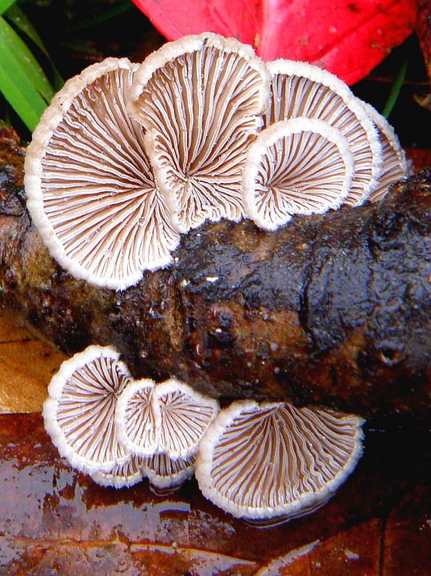 klanolupeňovka obyčajná Schizophyllum commune Fr.