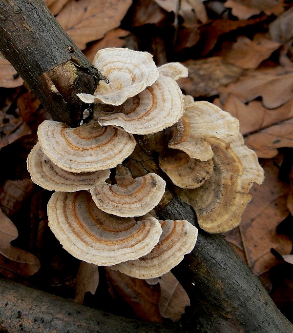 trúdnikovec pestrý Trametes versicolor (L.) Lloyd