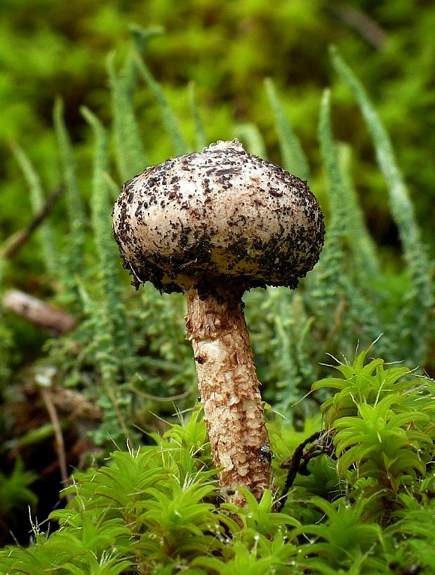 stopkovec Tulostoma sp.