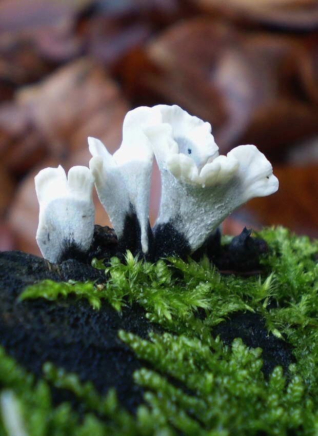 drevnatec parohatý Xylaria hypoxylon (L.) Grev.