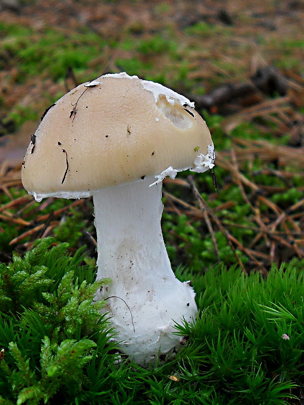 muchotrávka slamovožltá? Amanita gemmata (Fr.) Bertill.