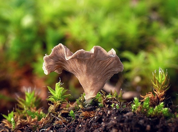 rebrovička lopatkovitá Arrhenia spathulata (Fr.) Redhead