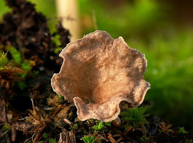 rebrovička lopatkovitá Arrhenia spathulata (Fr.) Redhead