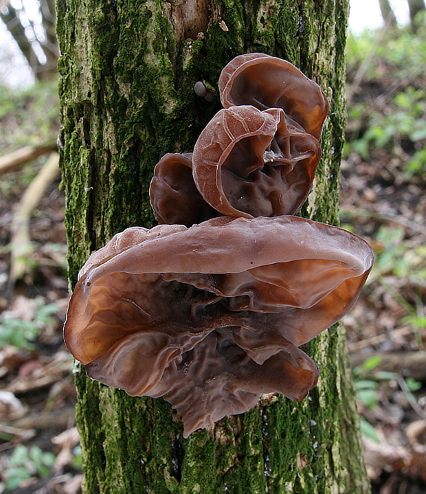 uchovec bazový Auricularia auricula-judae (Bull.) Quél.