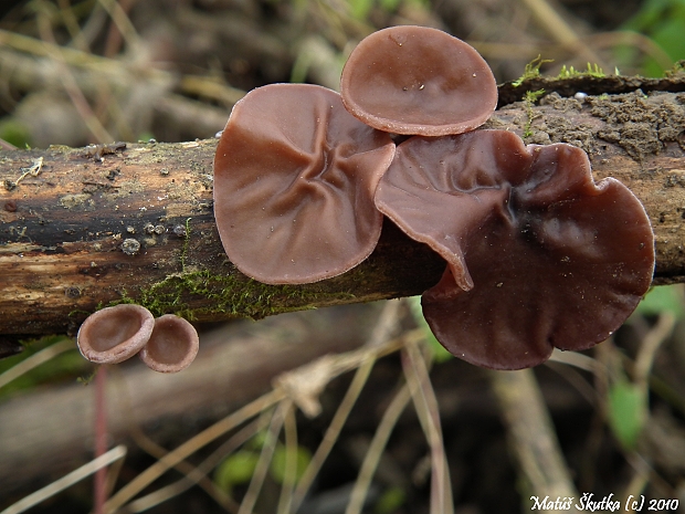 uchovec bazový Auricularia auricula-judae (Bull.) Quél.