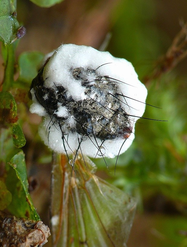 bovéria Beauveria sp.